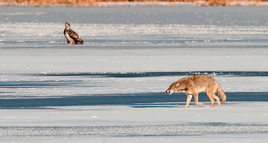 Coyote and Eagle
